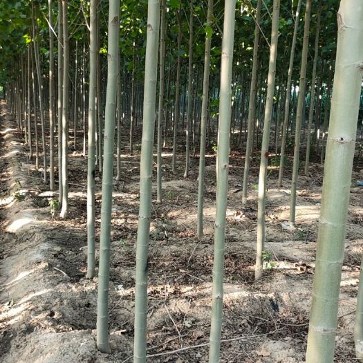 石家庄速生法桐