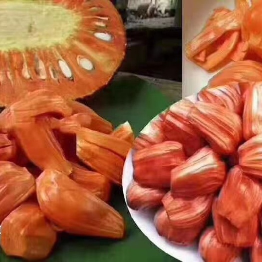 红肉菠萝蜜苗  12号红肉菠萝蜜杯苗带土发货