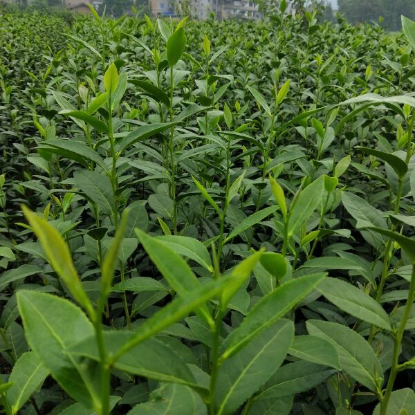 茶树苗  问春茶苗，发芽最早的品种