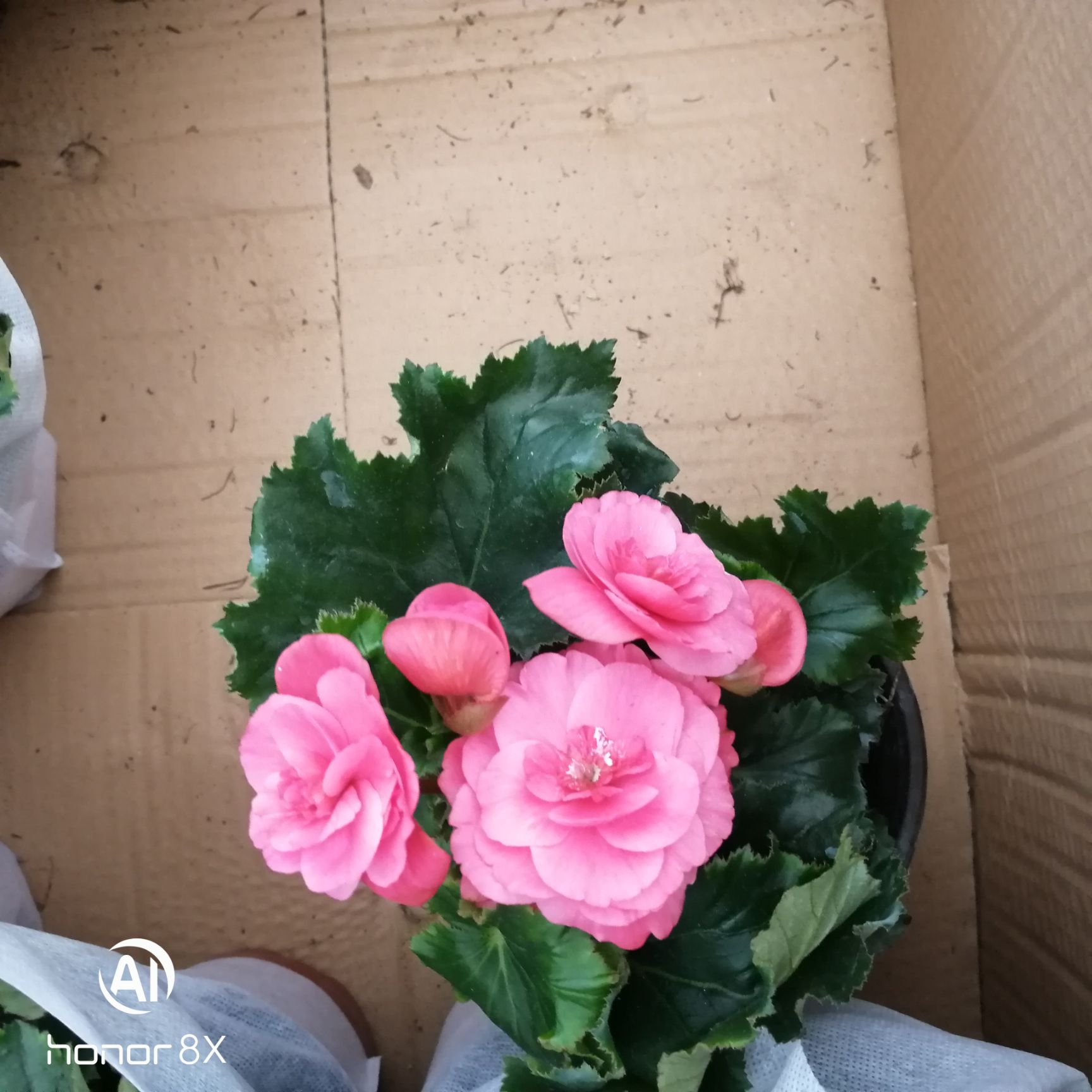  丽格海棠花四季开花，重瓣盆栽观赏植物草本
