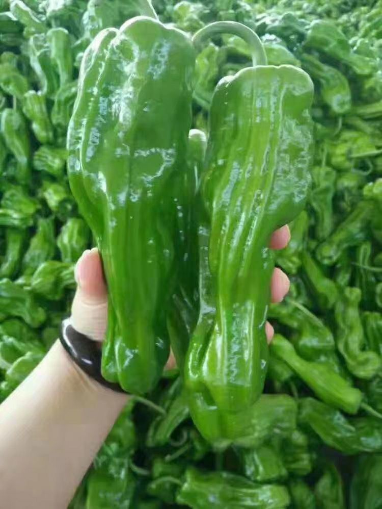 夏邑县301泡椒  301辣椒，苏椒，青椒，线椒，泡椒芜湖椒，对接
