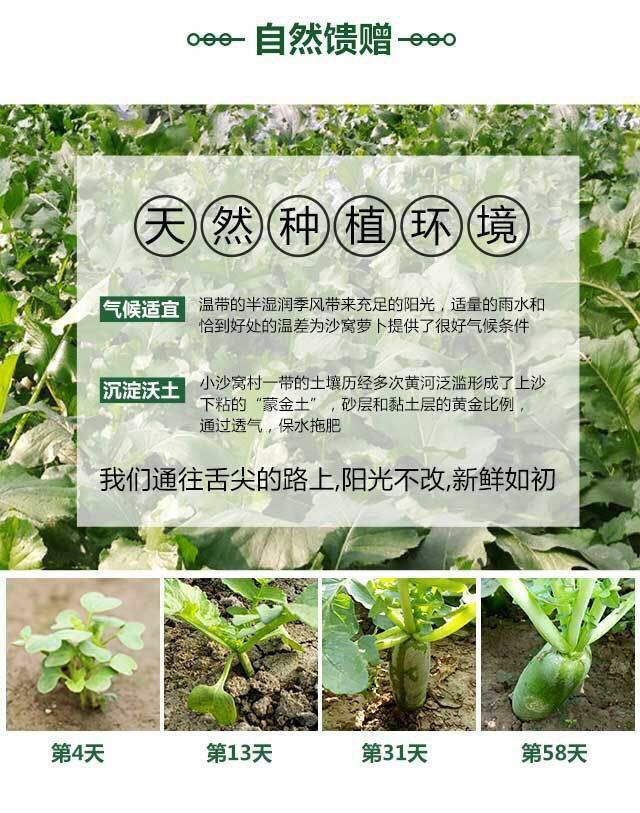 天津沙窝水果萝卜【八斤礼盒装】