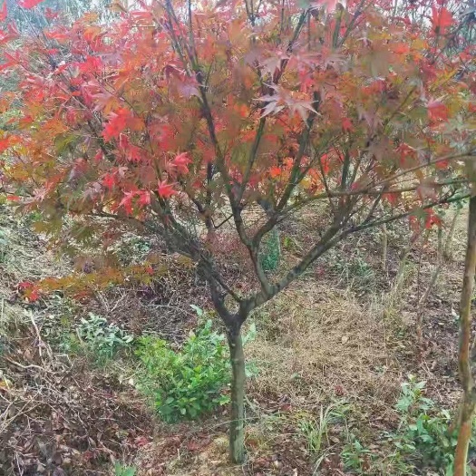 红枫价格。日本红枫  ，红枫产地