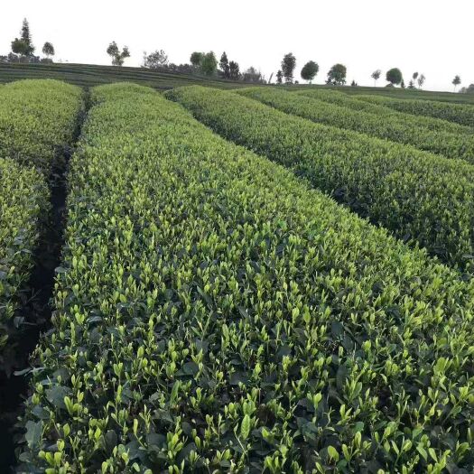 雅安 雅安蒙顶山茶绿茶精品毛峰特级碧螺春
