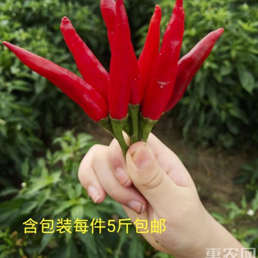 曹县朝天椒 天宇，中辣，皮肉厚香味浓郁，色着艳丽，适合熟食加工企业