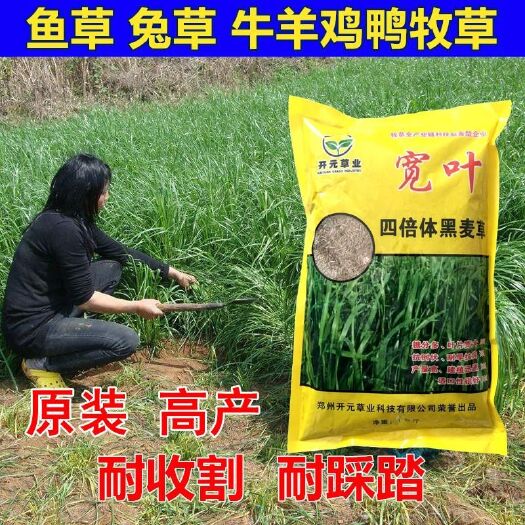沭阳县耐寒牧草种子多年生黑麦草种子四季常青鸡鸭鹅猪牛羊鱼草种