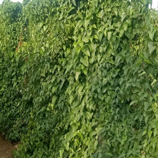 定兴县 无公害营养高正宗麻山药《棒药》