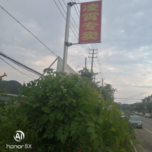 沭阳县凌霄苗 美国凌霄花苗凌霄花苗，俄罗斯盆栽，爬藤植物庭院，阳光，墙边好