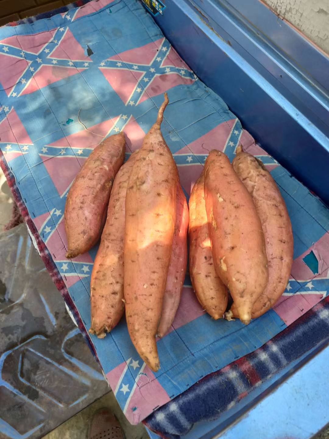 龙薯九号 龙九，烟山大量有货