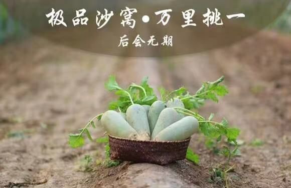  天津沙窝水果萝卜【五斤家庭装】