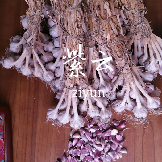 紫云县 红皮大蒜