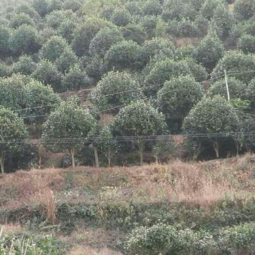 灵川县 基地大量供应各种规格茶花