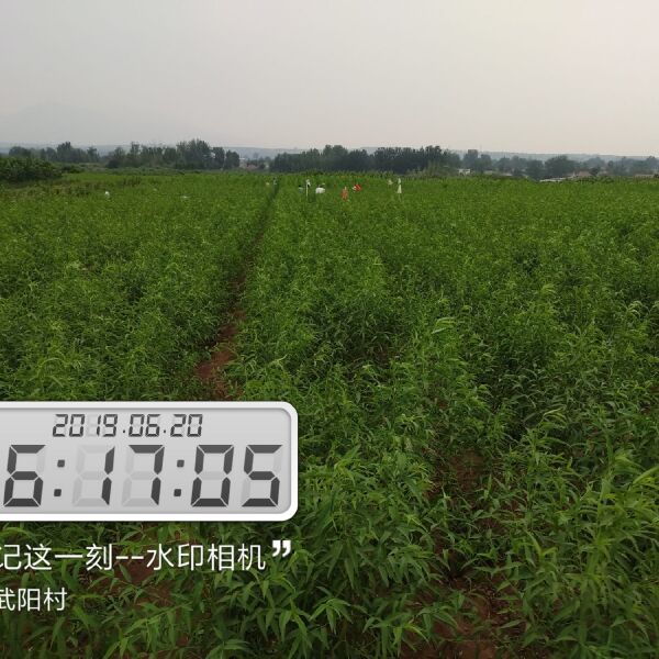 黄金蜜桃树苗 黄金蜜零号   最早熟的黄毛桃品种自花粘核13%含糖量