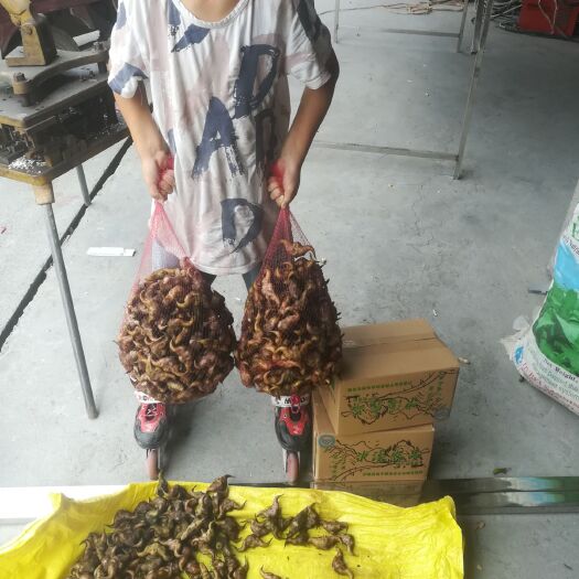 泸溪县大青菱 高山不黑菱