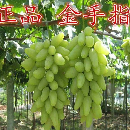 平邑县 金手指葡萄苗 有浓郁的牛奶味 不裂果 果肉硬 耐贮运 包邮