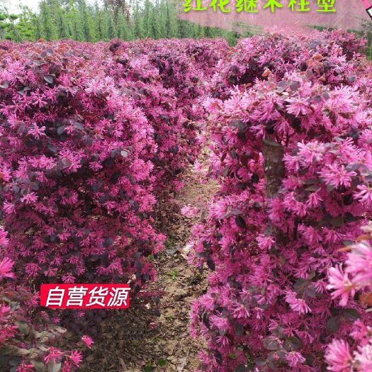 汝南县 精品红花继木柱型，树形立体饱满，一级精品，自营货源，苗圃直销