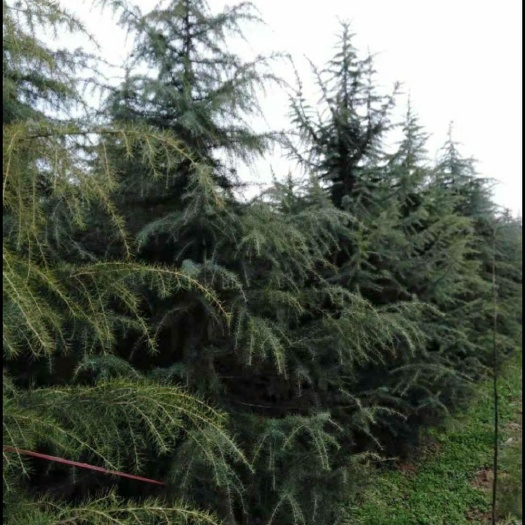 驻马店 雪松基地，数量大，价格便宜，一级苗，货源地直销！
