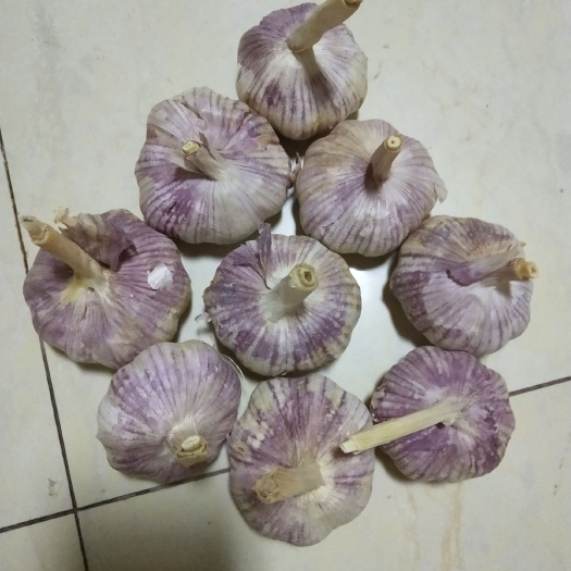 金乡县 紫色红皮大蒜产量高