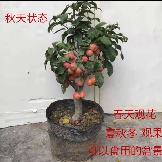 平邑县长寿果海棠 3～5年盆栽盆景苗 开花美丽 包成活 高度 35～60公分