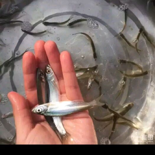 重庆市 翘嘴红鲌 翘壳 翘壳鱼苗