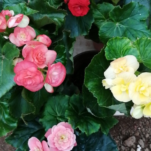  丽格海棠花四季开花，重瓣盆栽观赏植物草本