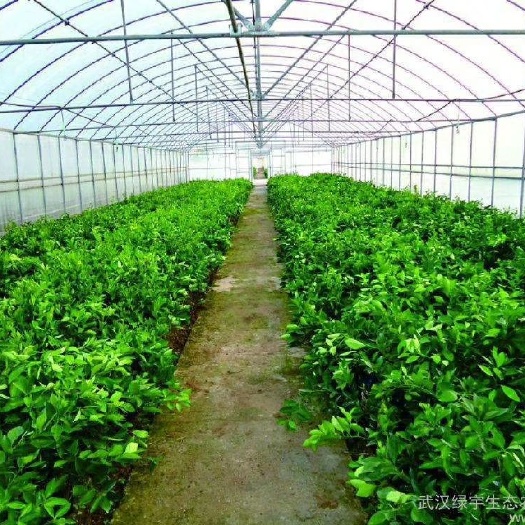 天津蔬菜大棚