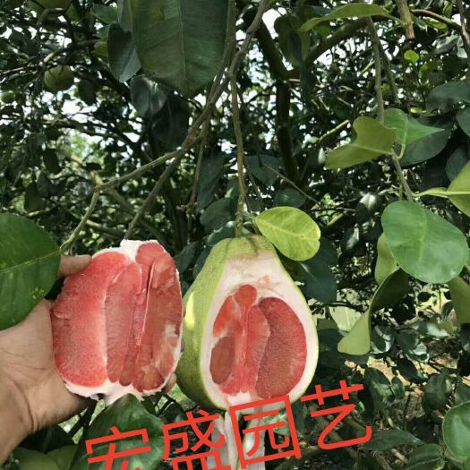 容县泰国红宝石柚苗