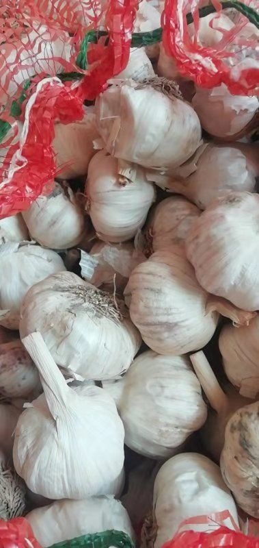 临漳县 大量供应，白蒜，紫皮大蒜，价格优。