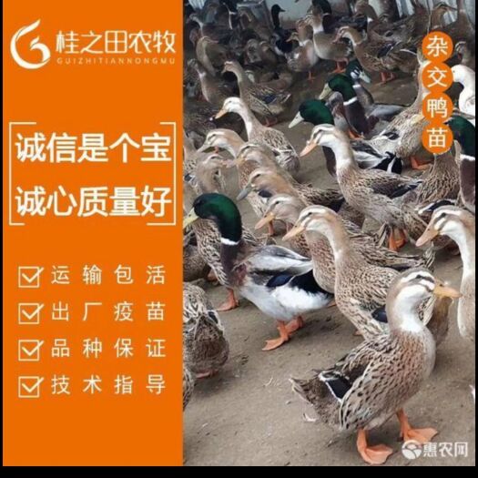 南宁 杂交鸭苗