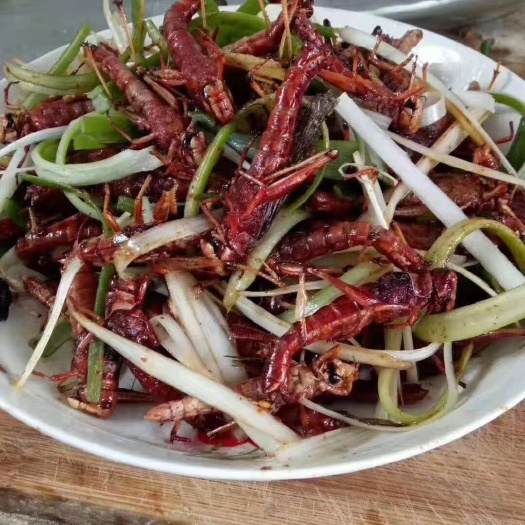 驻马店 出售新鲜蚂蚱