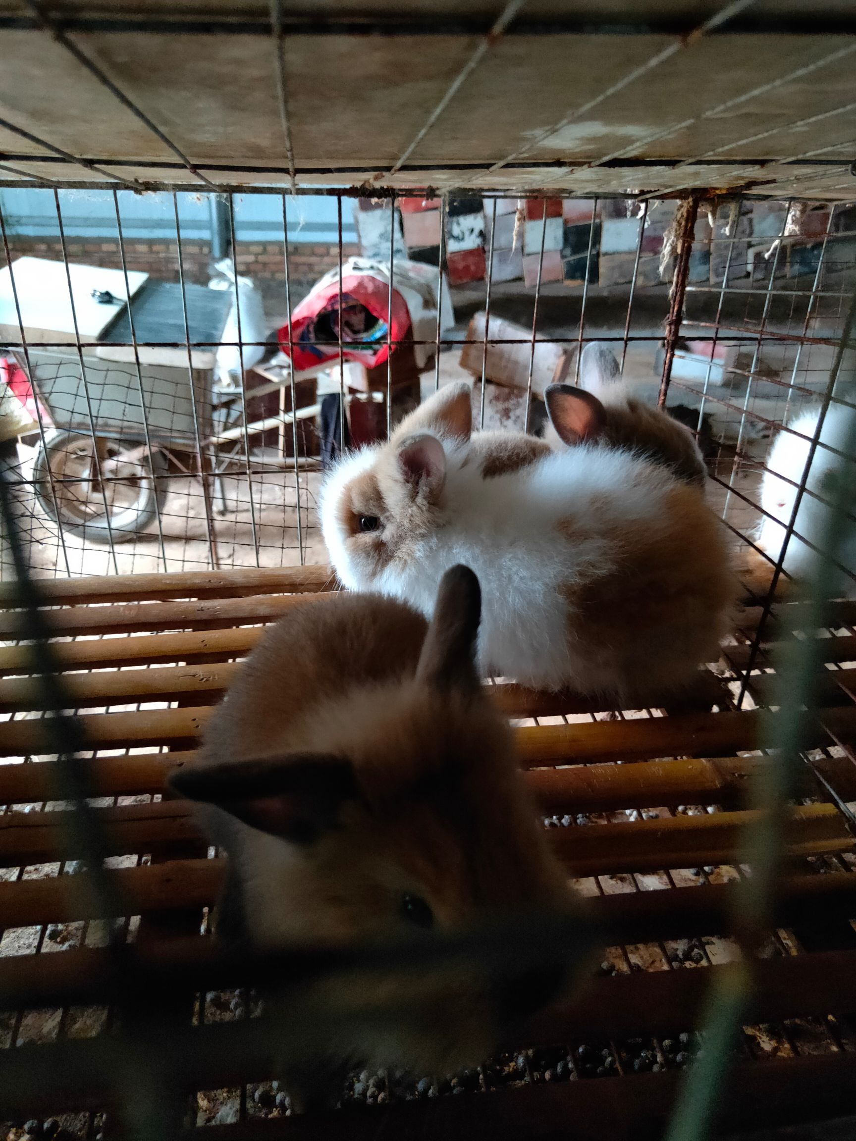 垂耳兔 花色多样