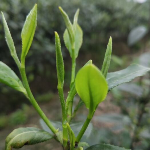 洪雅县茶树苗  问春茶苗，发芽最早的品种