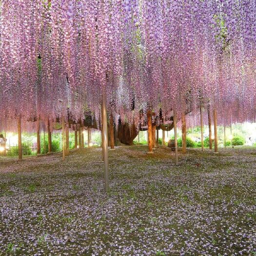 平邑县 紫藤花树苗爬藤植物庭院围墙四季开花盆栽花苗绿植花卉藤蔓紫藤萝