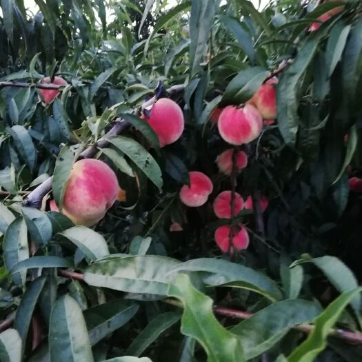 平度市永莲蜜桃 胭脂水粉，美人如玉，个大饱满味道香甜可口