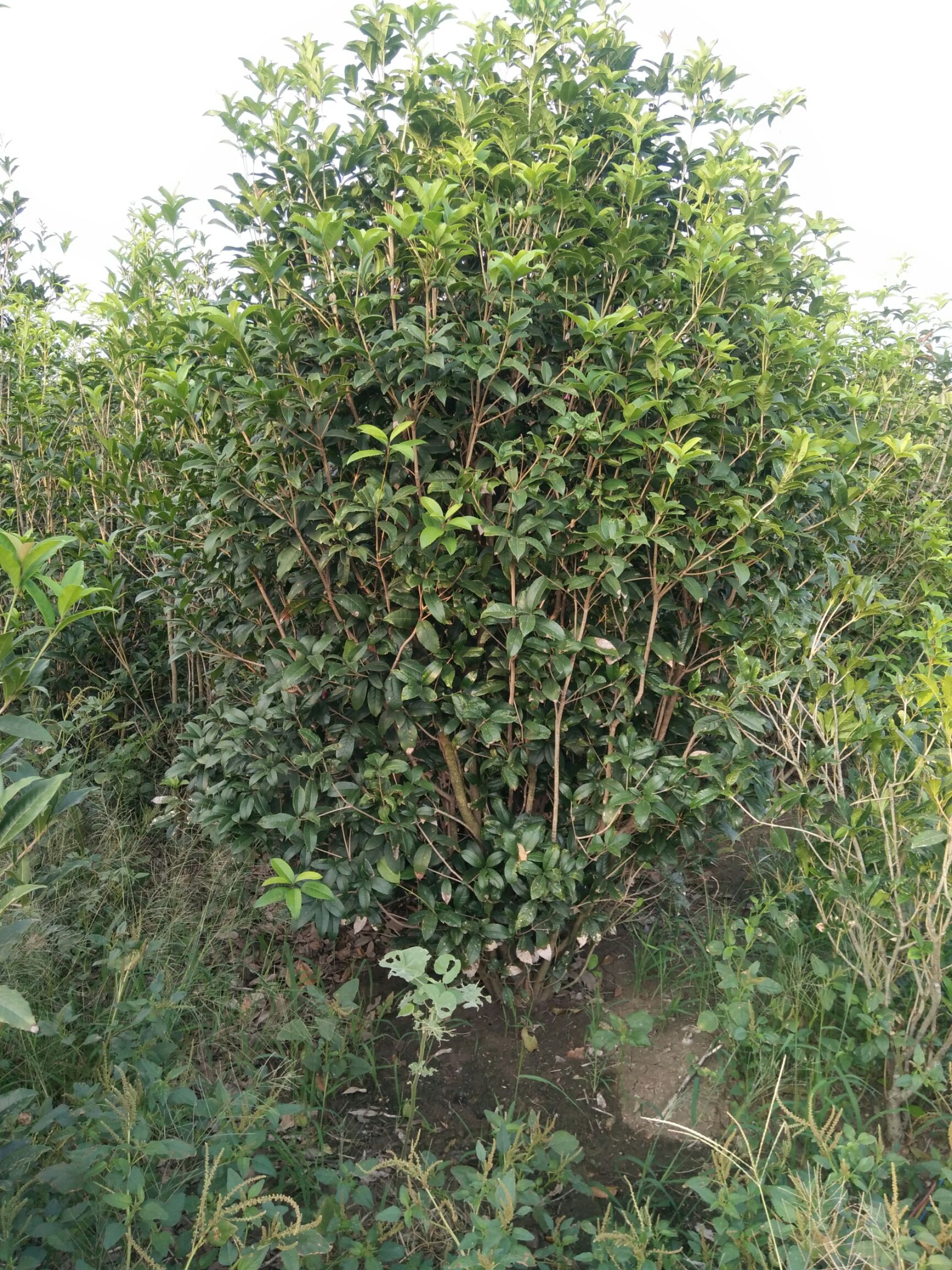 普通桂花树 丛生桂花