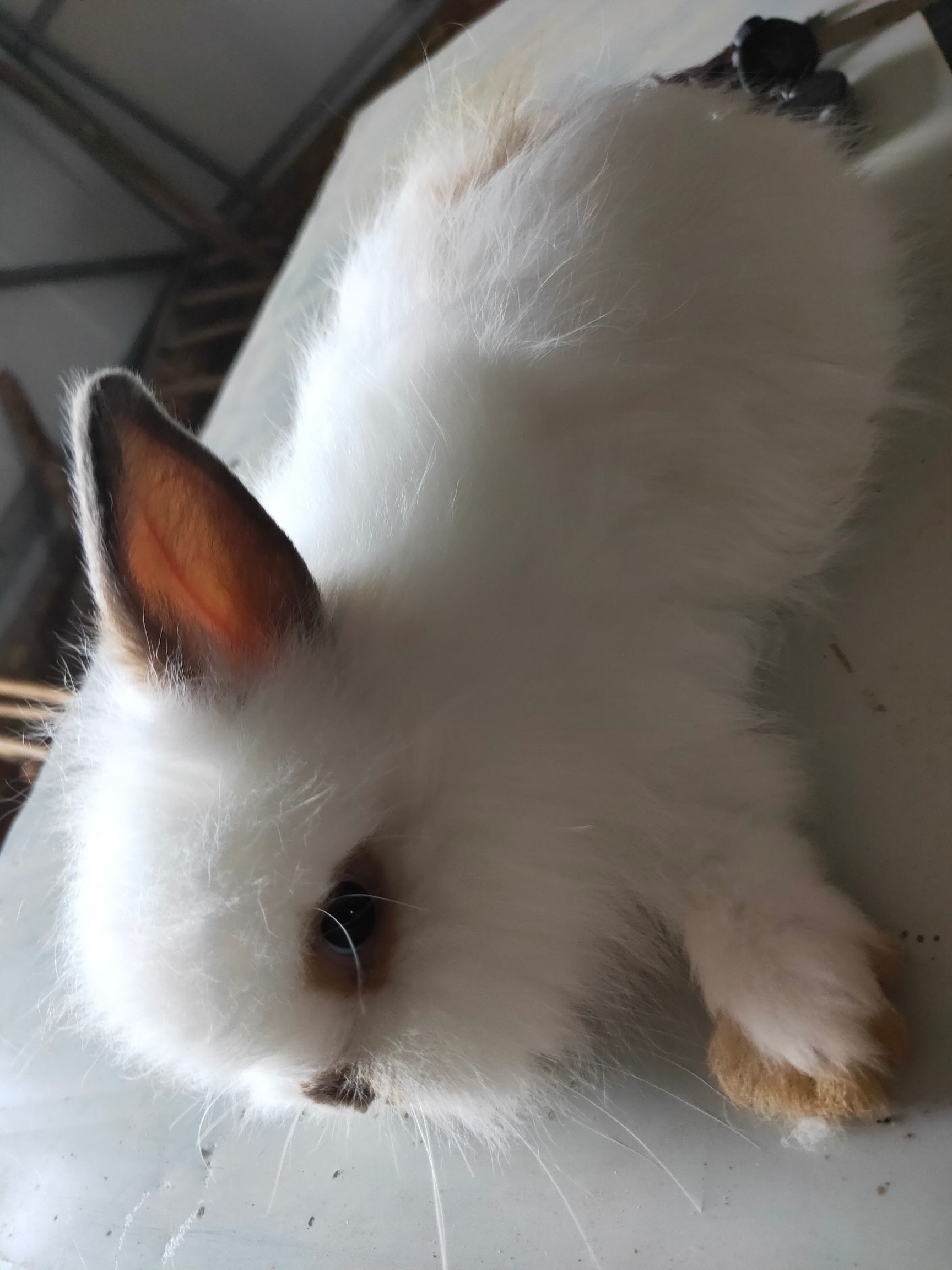 垂耳兔 花色多样