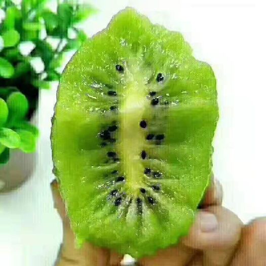 徐香猕猴桃 产自秦岭山下，昼夜温差大，现卖现摘，故新鲜，香甜！