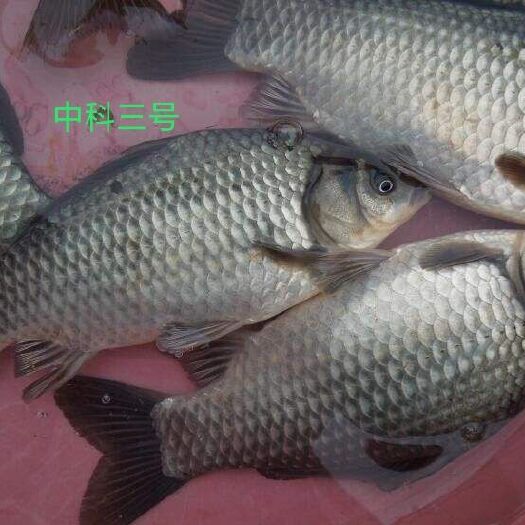 重庆市中科3号鲫鱼苗  鲫鱼苗 中科麻鲫黄金鲫湘云鲫鱼苗 长期出售淡水鱼苗