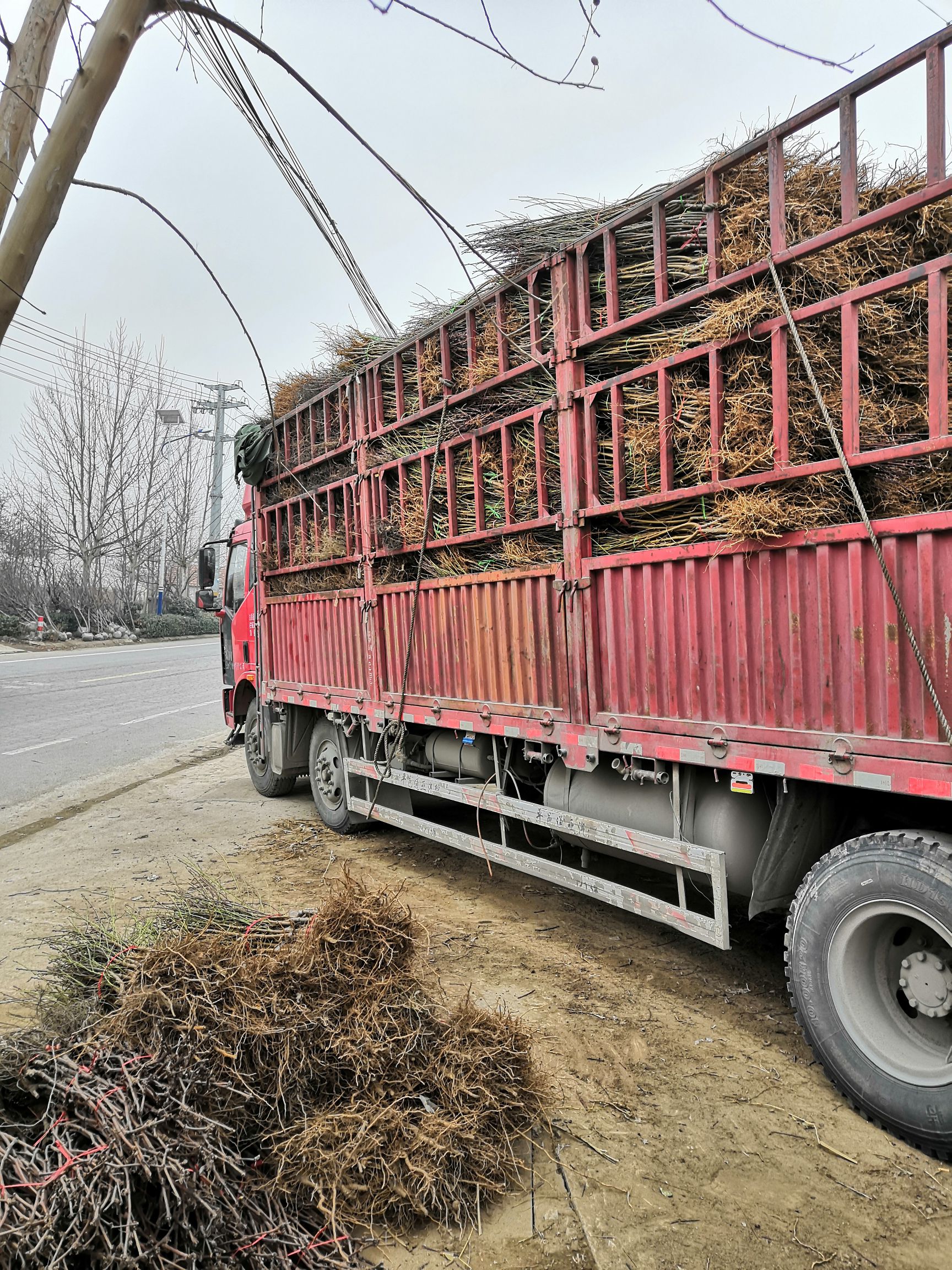 嫁接桃树苗  大黄桃桃树嫁接苗当年结果，基地直销现挖现卖，