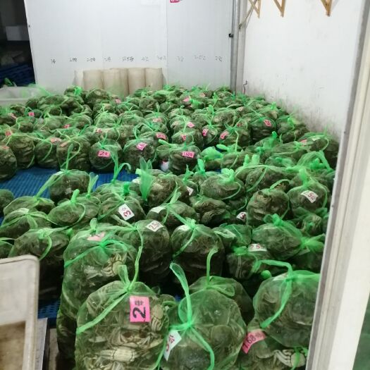 洪湖市湖北洪湖大闸蟹产地直供，支持混批，损耗包赔