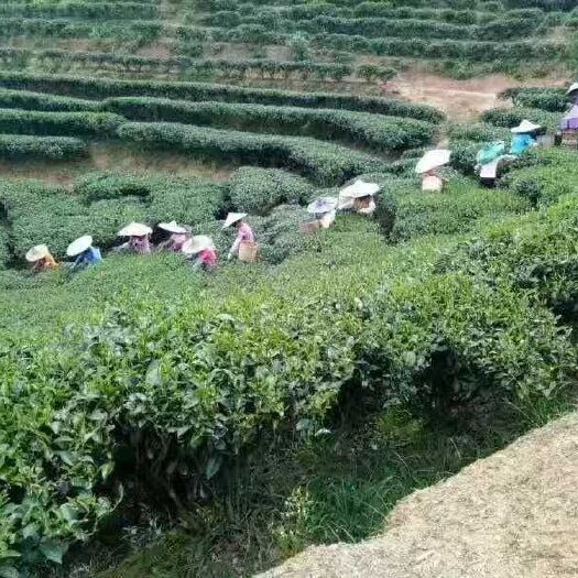 紫金县 天然有机绿茶，无化肥无农药