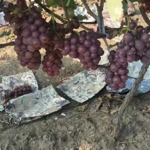 漯河 1万亩葡萄种植基地