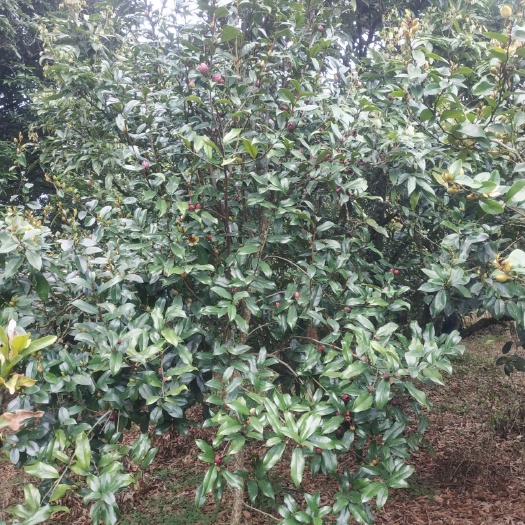 郁南县 乐昌含笑，有白色花，紫色花，粉红色花，价格非常理想