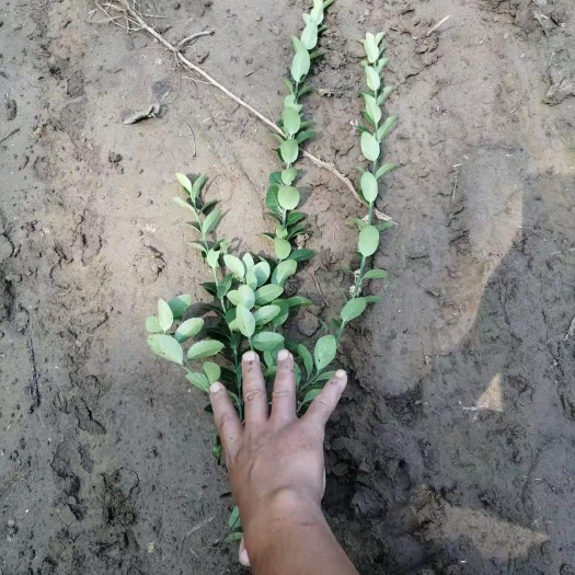 沭阳县胶东卫矛