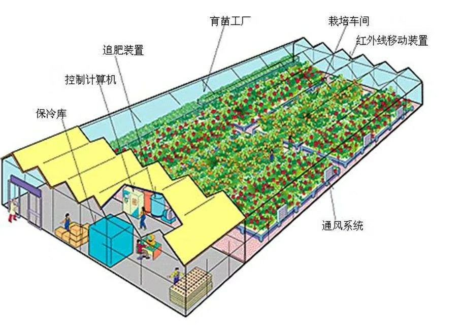 大棚种植蔬菜方案规划图片