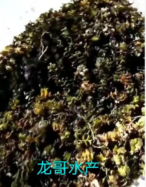 荆州 沮草籽：又名：麦黄草籽对于小龙虾螃蟹澳龙虾养殖调节PH值等