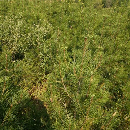 蓝田县 白皮松之乡