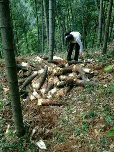 笋干  高山嫩笋尖〈德胜镇吕不韦生态笋业〉产地直供