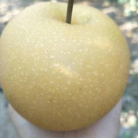 威县 秋月梨
