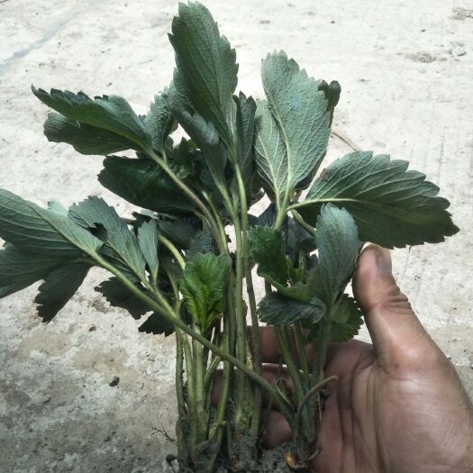 长丰县红颜草莓苗 10~20公分 地栽苗